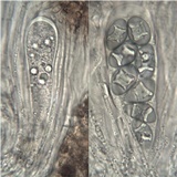 Rinodina teichophila image