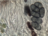 Rinodina teichophila image