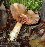 Cortinarius emunctus image