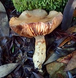 Cortinarius emunctus image