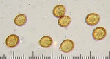 Cortinarius emunctus image