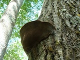 Phellinus tremulae image