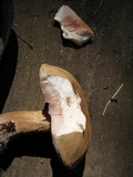 Tylopilus felleus image