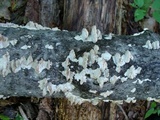 Irpex lacteus image