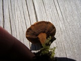 Coltricia cinnamomea image