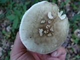 Amanita submaculata image