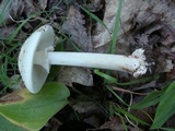 Amanita aestivalis image