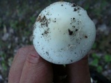 Amanita aestivalis image