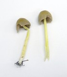 Bolbitius vitellinus image