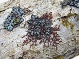 Phaeophyscia pusilloides image