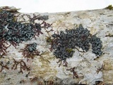 Phaeophyscia pusilloides image