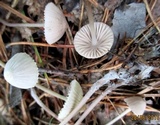 Mycena metata image