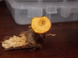Polyporus guianensis image