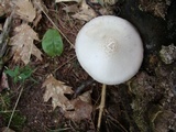 Pluteus petasatus image