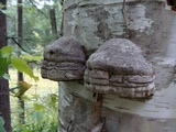 Fomes excavatus image