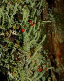 Cladonia umbricola image