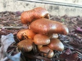 Gymnopilus luteofolius image