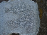 Lecidea tessellata image