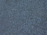 Lecidea tessellata image