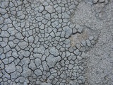 Lecidea tessellata image