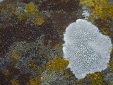 Lecidea tessellata image