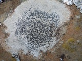 Lecidea tessellata image