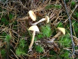 Cystoderma amianthinum image