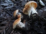 Cuphophyllus pratensis image