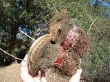 Ganoderma polychromum image