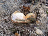 Ganoderma polychromum image