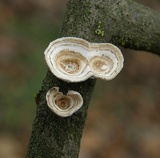 Poronidulus conchifer image