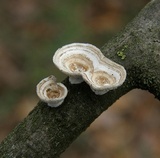 Poronidulus conchifer image