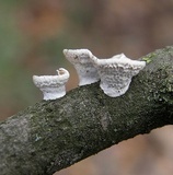 Poronidulus conchifer image