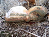 Ganoderma polychromum image