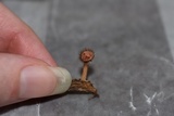 Cookeina tricholoma image