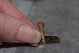 Cookeina tricholoma image