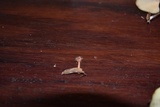 Cookeina tricholoma image