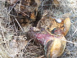 Ganoderma polychromum image