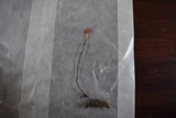 Ophiocordyceps australis image