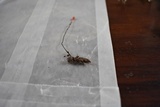 Ophiocordyceps australis image