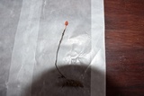Ophiocordyceps australis image