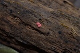 Lycogala epidendrum image