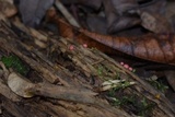 Lycogala epidendrum image