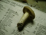 Lactarius imperceptus image
