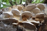 Protomerulius substuppeus image