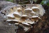 Protomerulius substuppeus image