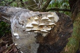 Protomerulius substuppeus image