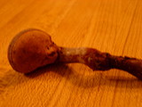 Ganoderma curtisii image
