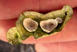 Poronidulus conchifer image