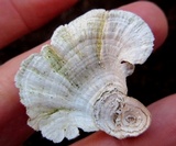 Poronidulus conchifer image